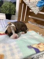 Lance , a male Boxer for sale in Baltic, OH – 1 of 10