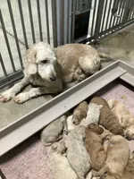 Zeke F1b Goldendoodle , a male Golden Retriever for sale in Baltic, OH – 2 of 8