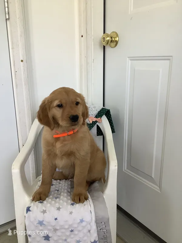 Bingo – Golden Retriever puppy for sale in Baltic, OH