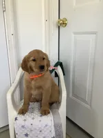 Bingo, a male Golden Retriever for sale in Baltic, OH – 4 of 9