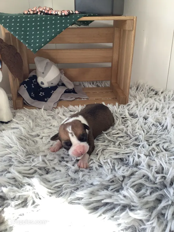 Lance  – Boxer puppy for sale in Baltic, OH