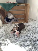 Lance , a male Boxer for sale in Baltic, OH – 6 of 10