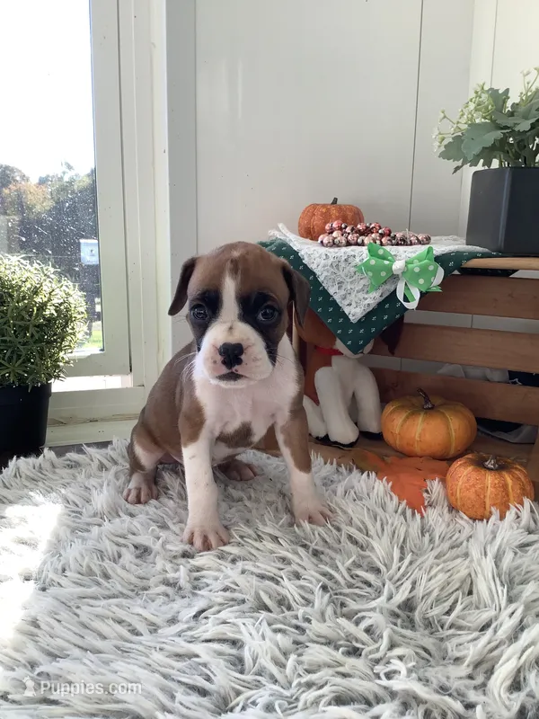 Lance  – Boxer puppy for sale in Baltic, OH