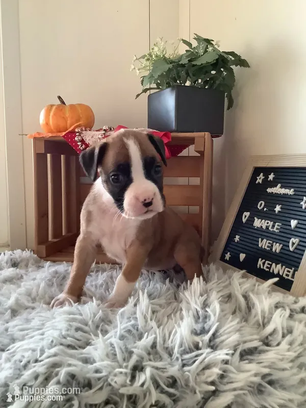 Leah – Boxer puppy for sale in Baltic, OH