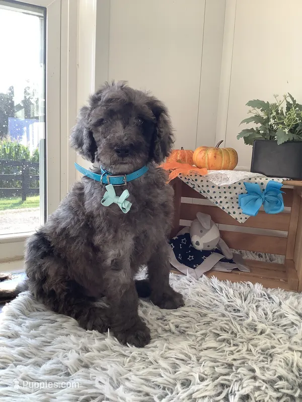 Manny-F1bb  standard – Goldendoodle puppy for sale in Baltic, OH