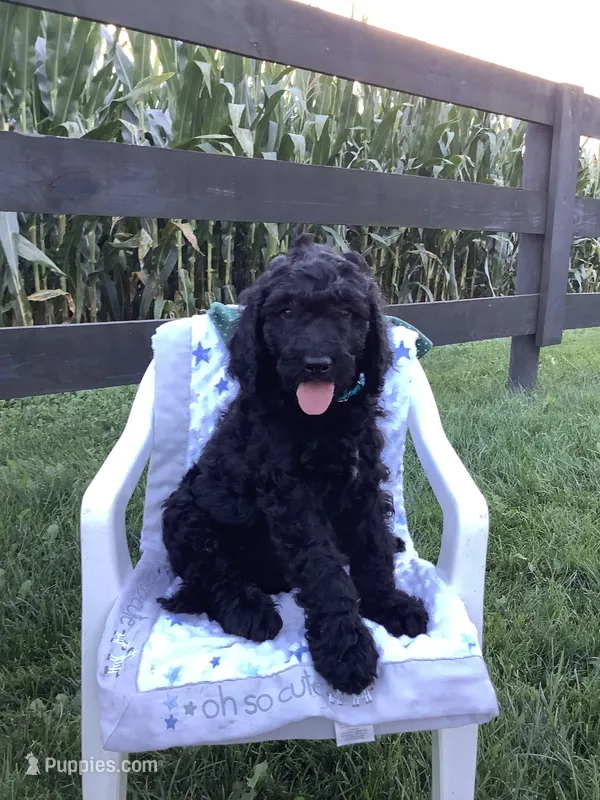 Macho- F1bb standard  – Goldendoodle puppy for sale in Baltic, OH