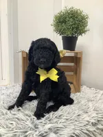 Macho- F1bb standard , a male Goldendoodle for sale in Baltic, OH – 2 of 7