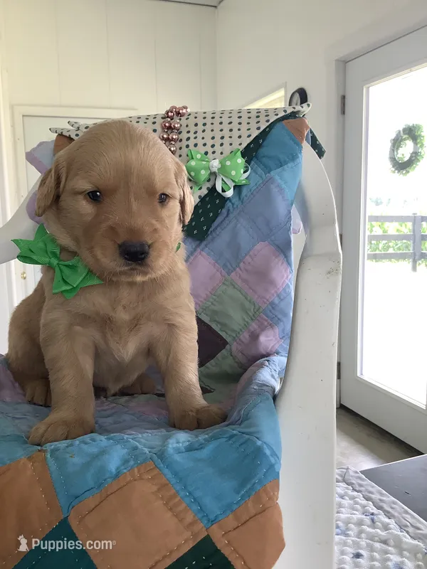 Ty – Golden Retriever puppy for sale in Baltic, OH