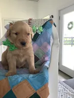 Ty, a male Golden Retriever for sale in Baltic, OH – 1 of 10
