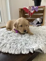 Kenzie, a female Golden Retriever for sale in Baltic, OH – 5 of 7
