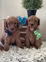 Lucky - F1bb Goldendoodle , a male Goldendoodle for sale in Baltic, OH – 4 of 8