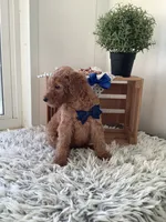 Lucky - F1bb Goldendoodle , a male Goldendoodle for sale in Baltic, OH – 2 of 8