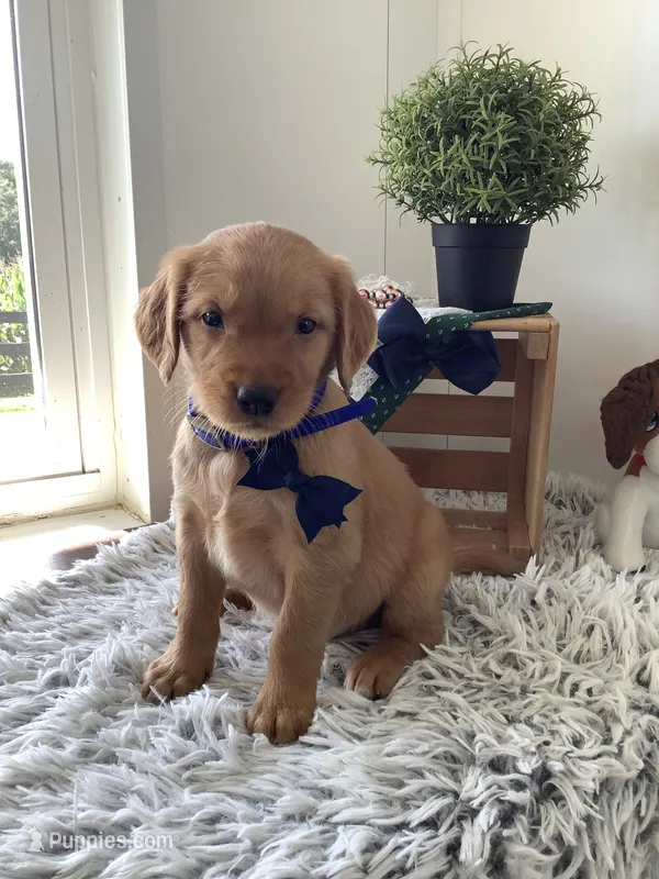 Frank – Golden Retriever puppy for sale in Baltic, OH