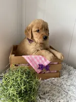 Lola, a female Golden Retriever for sale in Baltic, OH – 2 of 5