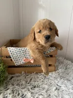 Leo, a male Golden Retriever for sale in Baltic, OH – 1 of 4