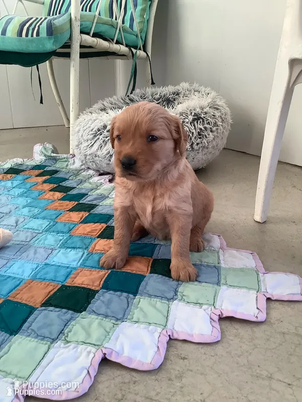 Lindsey – Golden Retriever puppy for sale in Baltic, OH