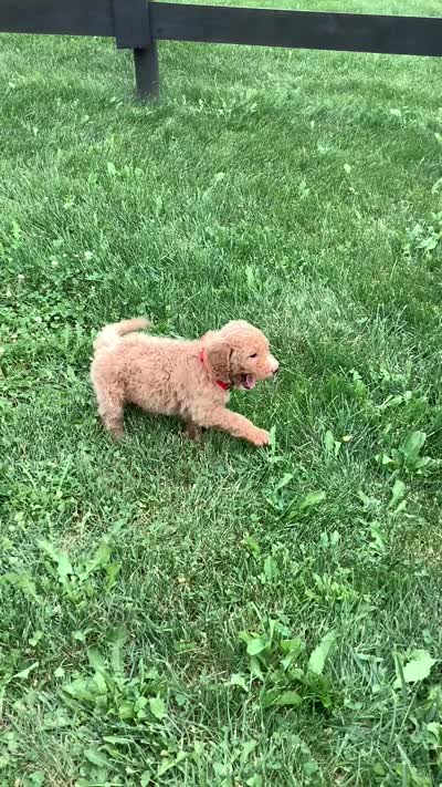 Leah F1bb- standard , a female Goldendoodle for sale in Baltic, OH – 8 of 8