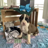 Champ, a male Boxer for sale in Baltic, OH – Photo 5 of 8