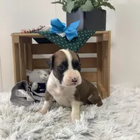 Champ, a male Boxer for sale in Baltic, OH – Photo 3 of 8