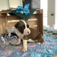 Champ, a male Boxer for sale in Baltic, OH – Photo 4 of 8