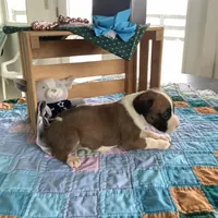 Champ, a male Boxer for sale in Baltic, OH – Photo 2 of 8