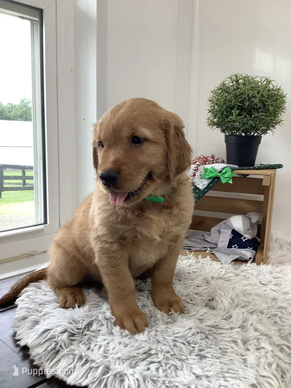 Tyler  – Golden Retriever puppy for sale in Baltic, OH