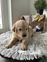 Rover, a male Golden Retriever for sale in Baltic, OH – 5 of 7