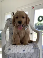 Wyatt, a male Golden Retriever for sale in Baltic, OH – 5 of 10