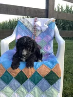 Manny-F1bb  standard, a male Goldendoodle for sale in Baltic, OH – 6 of 9