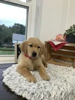 Connie, a female Golden Retriever for sale in Baltic, OH – 2 of 9