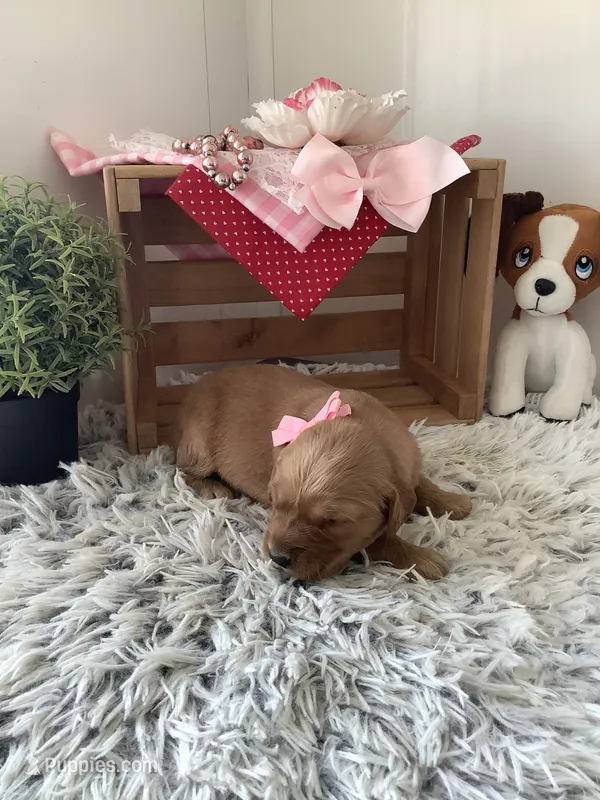 Skye – Golden Retriever puppy for sale in Baltic, OH