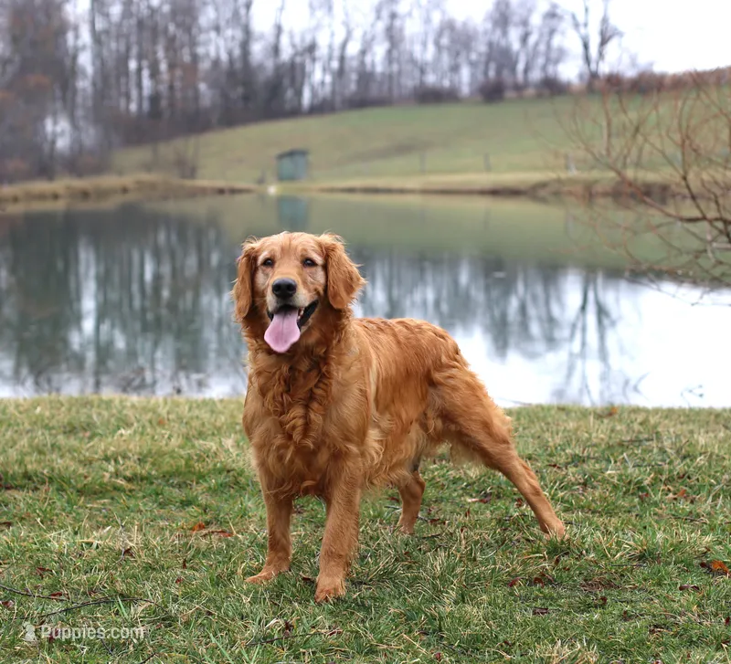 Kendra  – Golden Retriever puppy for sale in Baltic, OH