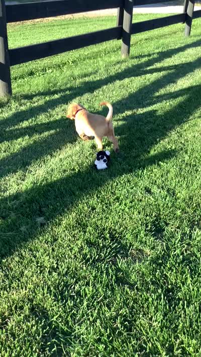 Laina , a female Golden Retriever for sale in Baltic, OH – 8 of 10