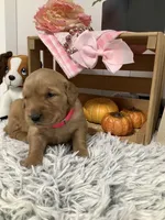 Linda, a female Golden Retriever for sale in Baltic, OH – 3 of 6