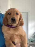 Pumpkin , a female Golden Retriever for sale in Baltic, OH – 3 of 10