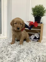 Sammy, a male Golden Retriever for sale in Baltic, OH – 2 of 7