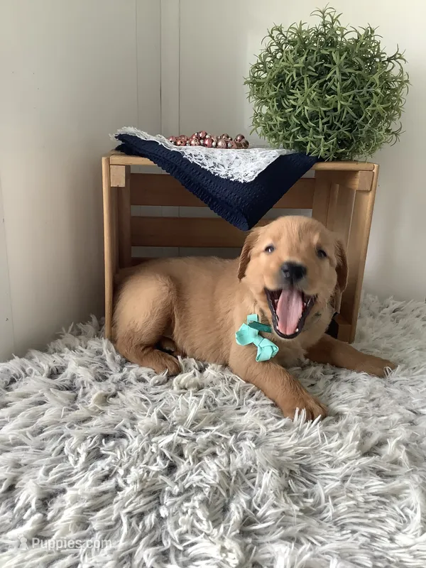 Rocky – Golden Retriever puppy for sale in Baltic, OH