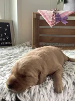Sally, a female Golden Retriever for sale in Baltic, OH – 4 of 8