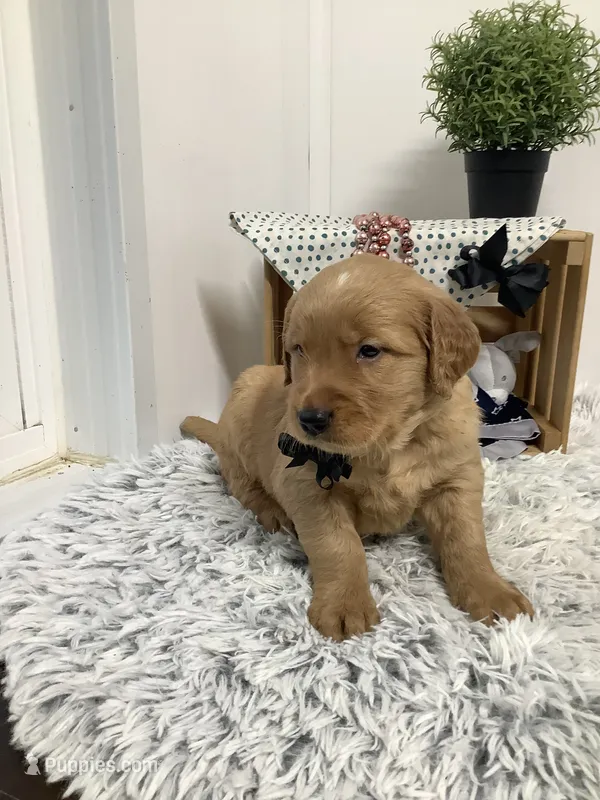 Fido – Golden Retriever puppy for sale in Baltic, OH