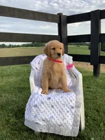 Nola, a female Golden Retriever for sale in Baltic, OH – 4 of 7