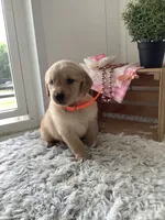 Connie, a female Golden Retriever for sale in Baltic, OH – 5 of 8