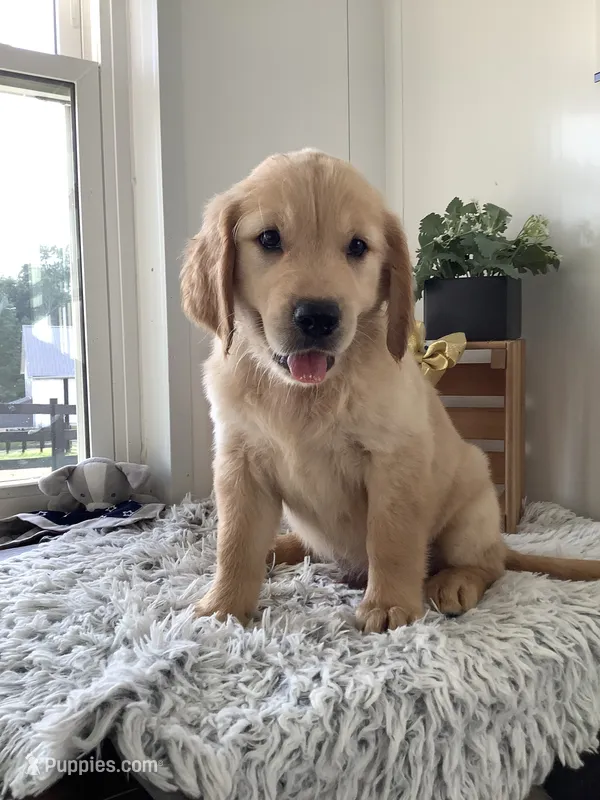 Rover – Golden Retriever puppy on hold in Baltic, OH