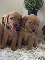 Jose, a male Golden Retriever for sale in Baltic, OH – 5 of 8