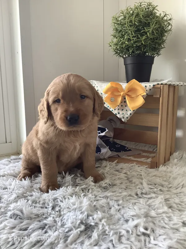 Manny – Golden Retriever puppy for sale in Baltic, OH