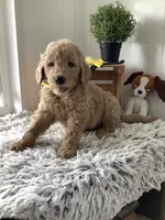Ryan -F1b , a male Goldendoodle for sale in Baltic, OH – 4 of 7