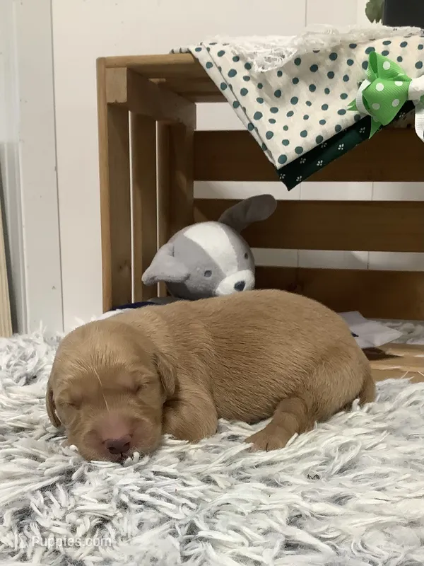 Ty – Golden Retriever puppy for sale in Baltic, OH