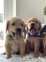 Kobe, a male Golden Retriever for sale in Baltic, OH – 6 of 9