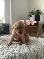 Sunshine , a female Golden Retriever for sale in Baltic, OH – 4 of 7