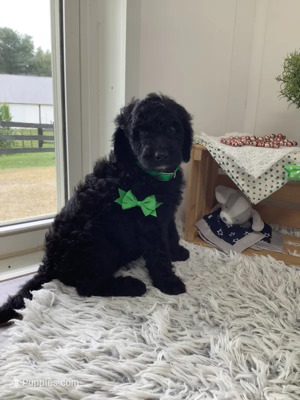 Macho- F1bb standard  – Goldendoodle puppy for sale in Baltic, OH