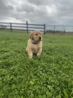 Macho, a male Golden Retriever for sale in Baltic, OH – 4 of 7